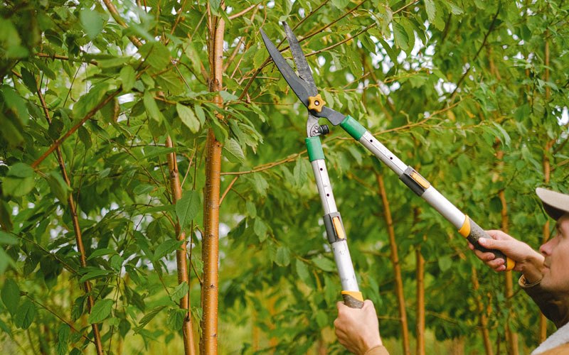 Tree trimming in Lake Villa, IL